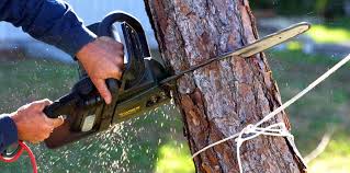 Best Tree Risk Assessment  in Macopin, NJ