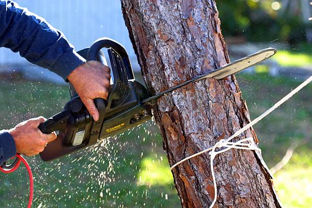 Best Tree Cabling and Bracing  in Macopin, NJ