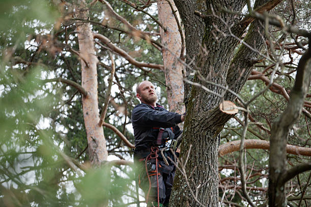 Best Tree Preservation Services  in Macopin, NJ