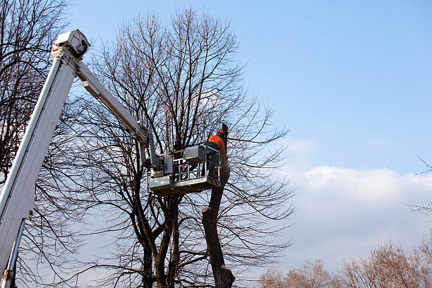 Professional Tree Care in Macopin, NJ